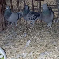 کفتر