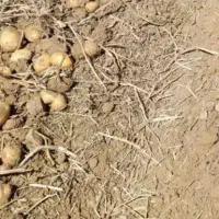 سیب‌جیلی‌قیمت‌مقطوع|خوردنی و آشامیدنی|دهگلان, |دیوار