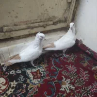 دم زرد کرمونی کاکولی دم سرخ|پرنده|تربت‌حیدریه, حسنی بالا|دیوار