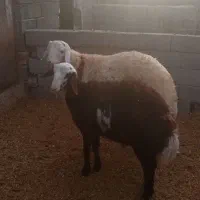 بره قوچ پلنگی|حیوانات مزرعه|تربت جام, خیرآباد|دیوار