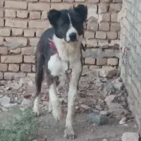 سگ گله
