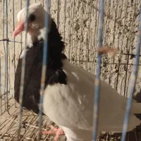 کبوتر خوشگل|پرنده|برازجان, |دیوار