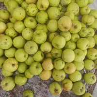 سیب مناسب آبگیری، مربا و لواشک