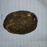 سنگ ،نشان،حاکمیت|کلکسیون اشیاء عتیقه|شاهیوند, |دیوار