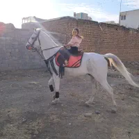 اسب|اسب و تجهیزات اسب‌سواری|هشتگرد, مدرس|دیوار