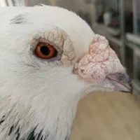 کبوتر نر استثنایی