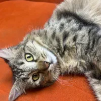 واگذاری گربه dsh