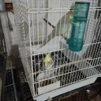 عروس هلندی با طوطی برزیلی|پرنده|شوش, |دیوار