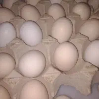 مرغ.             تخ م     مرغ