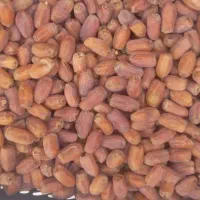 خرما خشک تازه بلوچستان|خوردنی و آشامیدنی|سراوان, |دیوار