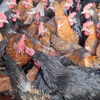 جوجه خروس ومرغ محلی درجه یک|حیوانات مزرعه|مرودشت, محمد آباد|دیوار