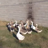 فروش قوغازاوکراینی،اردک اسرائیلی،بوقلمون