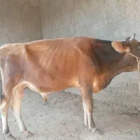 گوساله نر|حیوانات مزرعه|تیمور آباد, |دیوار