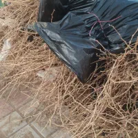 عنوان نهال های ایرانی وخارجی موجود ‌میباشد|خدمات باغبانی و درختکاری|ارومیه, |دیوار