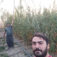 نهال . نهالستان.  مهندس نعمتی