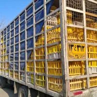 اتاق مرغی ایسوزو هشت تن|خودرو سنگین|مرند, |دیوار