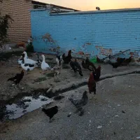 مرغ خروس