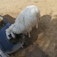کاور