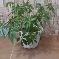 قیمت 600000|گل و گیاه طبیعی|بوکان, |دیوار