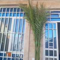 گل نخل خیلی بزرگه