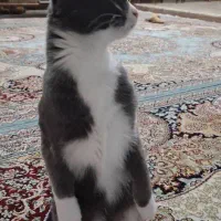 گربه آپارتمانی|گربه|مراغه, |دیوار