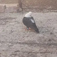 زاغ کله سفید کلایی نر محکم|پرنده|بم, |دیوار