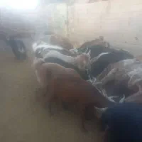 ۲۵ راس بز داشتی به فروش میرسد|حیوانات مزرعه|کوهنانی, |دیوار
