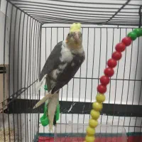 عروس