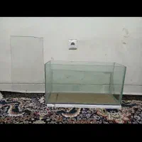 اکواریوم و ماهی گوپی|ماهی|زاهدان, |دیوار