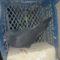 کبوتر «غریب گیری»