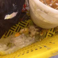 اردک همراه جوجه|پرنده|تهران, بیسیم|دیوار