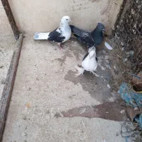 کبوتر فروشی|پرنده|اصفهان, باغ فدک|دیوار
