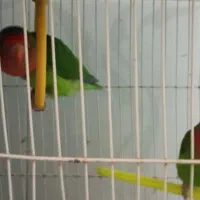 جوجه کوتوله|پرنده|مشهد, شهرک ابوذر|دیوار