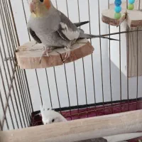 عروس هلندی ماده