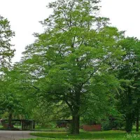 درخت رسالت 10 ماهه