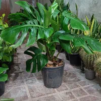 برگ انجیری های قشنگمون