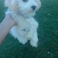 سگ دزدیده شده|حیوانات|پیرانشهر, |دیوار