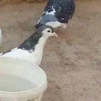 خال طوقی مینا