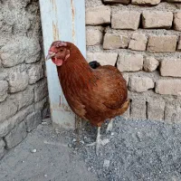 مرغ تخمی