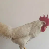 خروس جوان ارزان