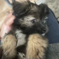 فروش فوری سگ|سگ|مشهد, الهیه|دیوار