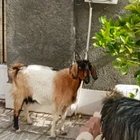 فروش گوسفند وحیوانات مزرعه|حیوانات مزرعه|مهریز, |دیوار