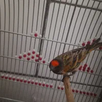 جوجه گلبسر و سهره|پرنده|فسا, |دیوار