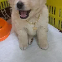 سگ عروسکی  پامر اسپیتز