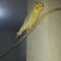 عروس هلندی سخن گو  ۸ماهه تازه رفته تولک|پرنده|سنگر, |دیوار