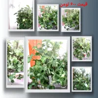 گل های آپارتمانی|گل و گیاه طبیعی|نیشابور, خیام|دیوار