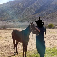 کره اسب نوه سلطان‌ گمبد