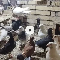 کبوتر رنگی دورگ