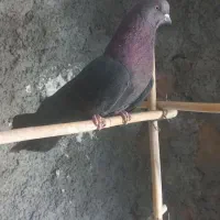 نر زاغ کله قرمز