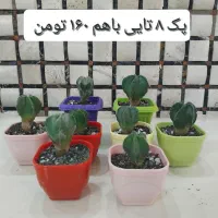 انواع گل و گیاه طبیعی|گل و گیاه طبیعی|قم, آزادگان|دیوار
